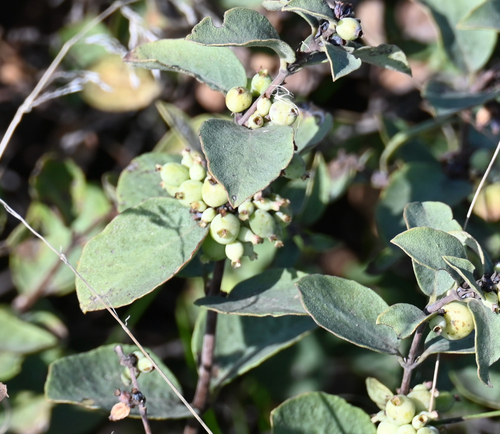 Western Snowberry