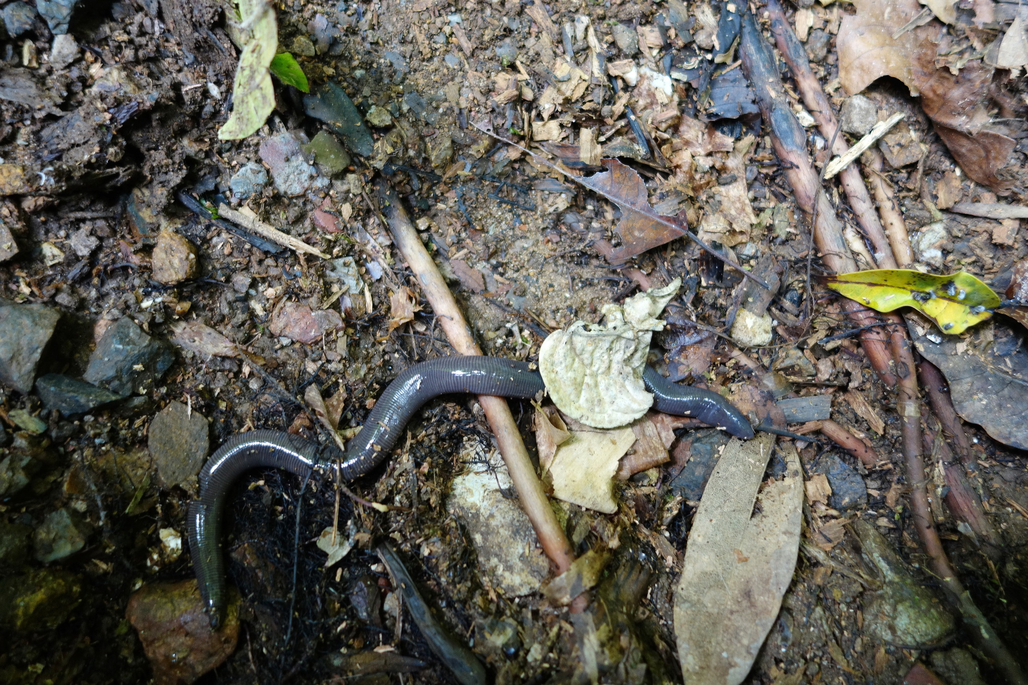 Elongate-Headed Caecilian photo 2
