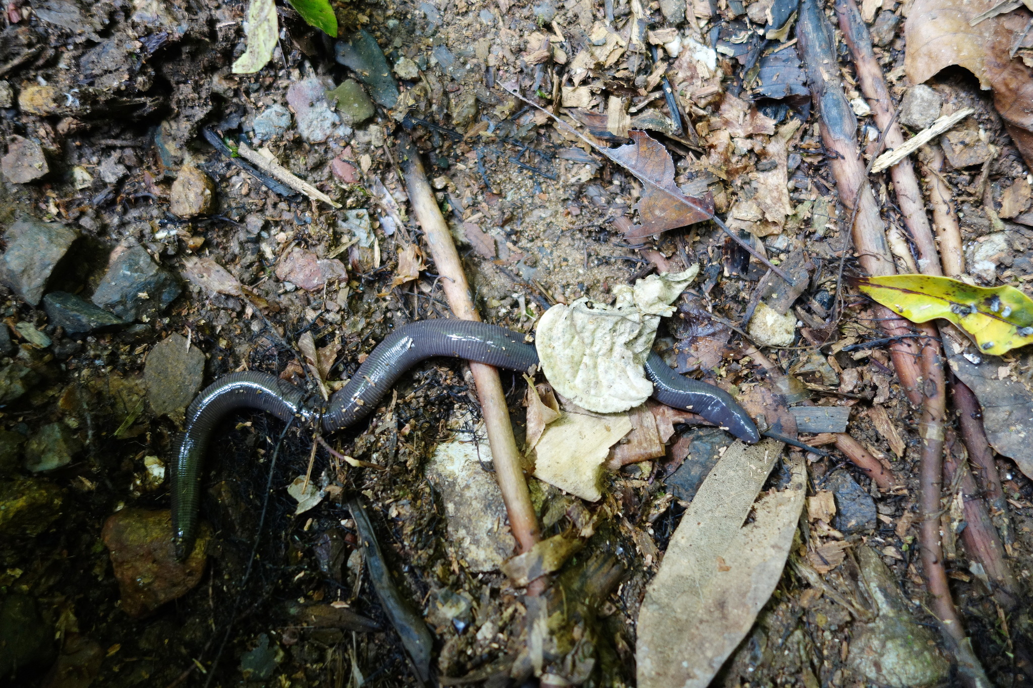 Elongate-Headed Caecilian photo 3