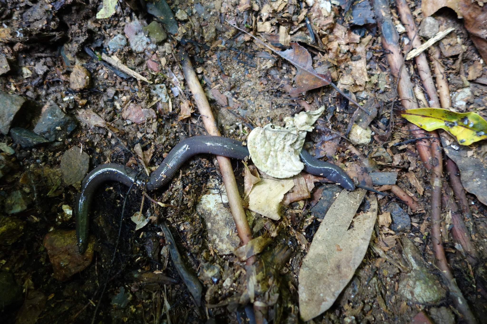 Elongate-Headed Caecilian photo 4