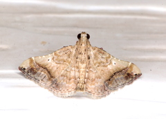 Scenedra decoratalis