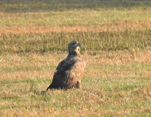 Pigargo europeo (Haliaeetus albicilla)