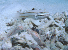 Parapercis multiplicata