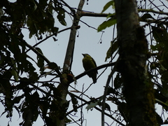 Ampelioides tschudii