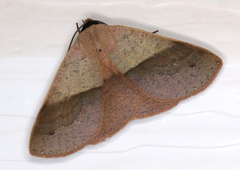 Ophyx ochroptera