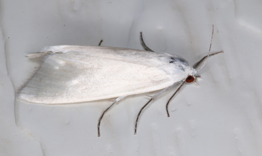 Scirpophaga