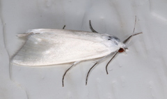Scirpophaga
