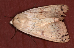 Ophiusa