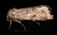 Spodoptera umbraculata