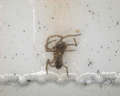 Araneomorphae
