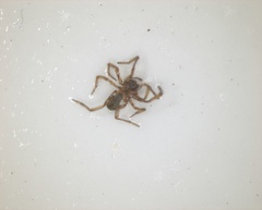 Araneomorphae