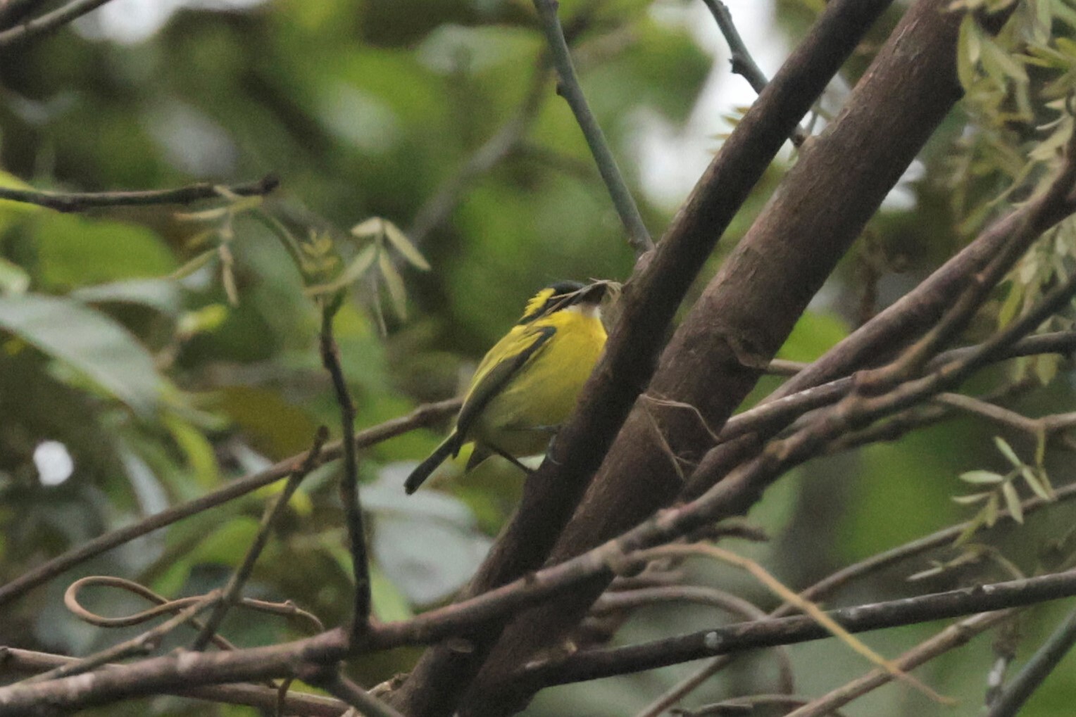 Yellow-browed Tody-Flycatcher (Todirostrum chrysocrotaphum), photo 6