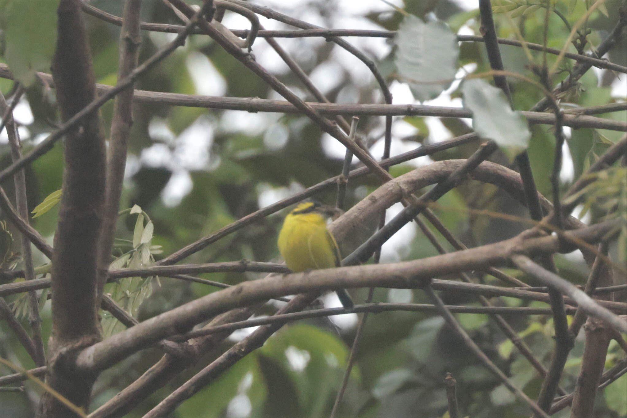 Yellow-browed Tody-Flycatcher (Todirostrum chrysocrotaphum), photo 5