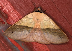 Ophyx ochroptera