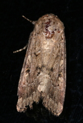 Spodoptera umbraculata