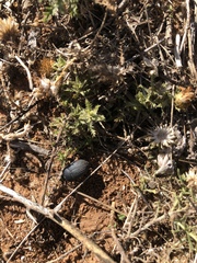 Eusattus reticulatus