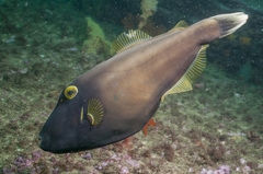 Eubalichthys bucephalus