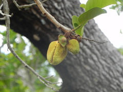 Annona crassiflora