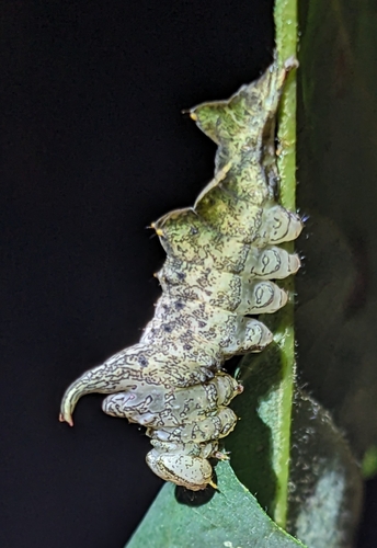 Red-washed Prominent photo 5