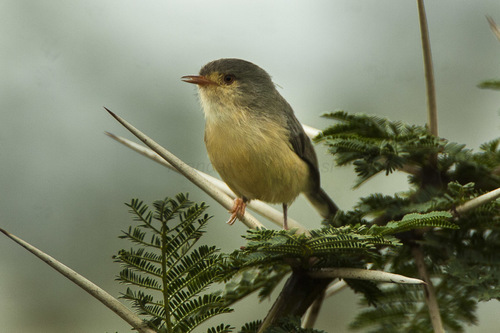 Buff-bellied Warbler