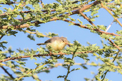 Buff-Bellied Warbler photo 2