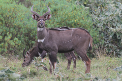 Tragelaphus buxtoni