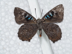 Ogyris amaryllis