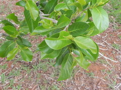 Annona crassiflora