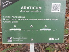 Annona crassiflora