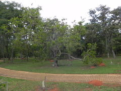 Annona crassiflora