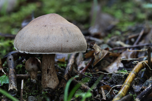Cortinarius torvus