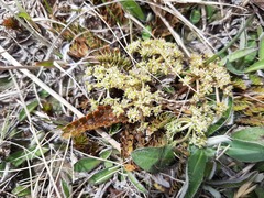 Anisotome flexuosa