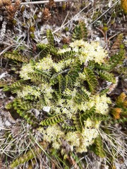 Anisotome flexuosa