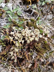 Anisotome flexuosa