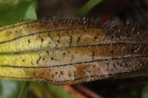 Spilopodia nervisequia