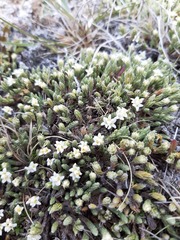 Kelleria villosa villosa