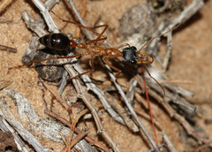 Myrmecia desertorum