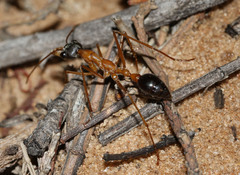Myrmecia desertorum