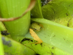 Dendropsophus sanborni