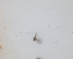 Insecta