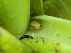 Dendropsophus sanborni