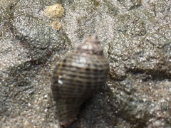 Acanthinucella punctulata