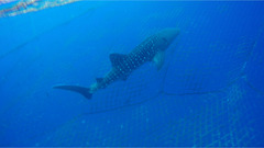 Whale Shark