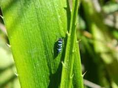 Balacha melanocephala