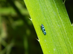 Balacha melanocephala