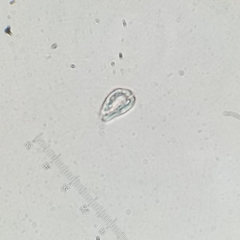 Cryptista