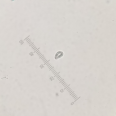 Cryptista