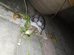 Chelonoidis carbonarius