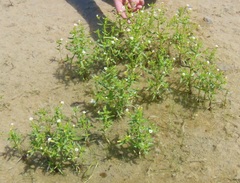 Gratiola quartermaniae