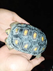 Chelonoidis carbonarius